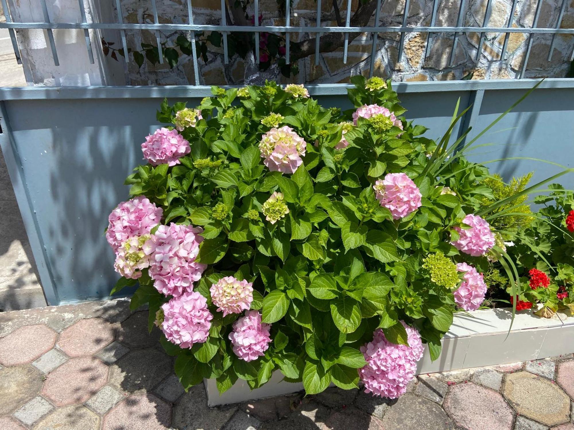 Yard Paradise Dhërmi